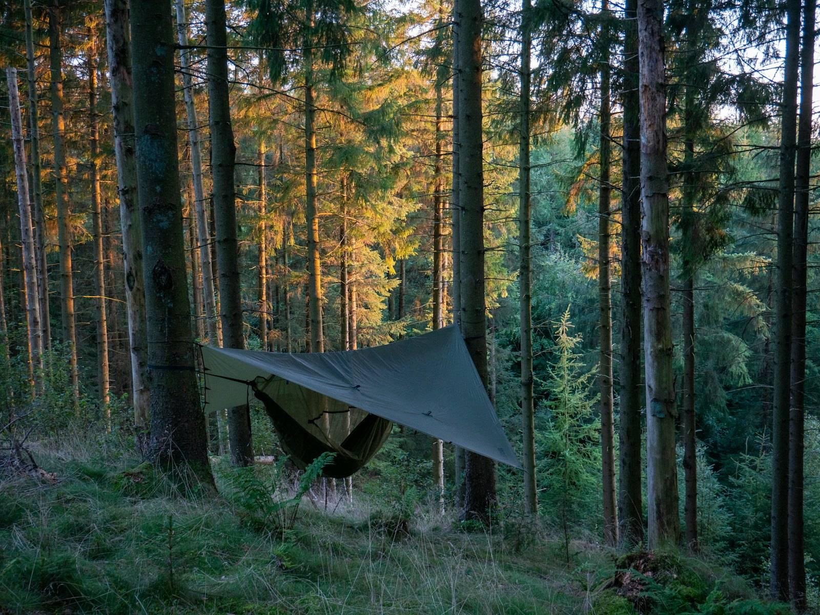 A hammock in the middle of a forest
